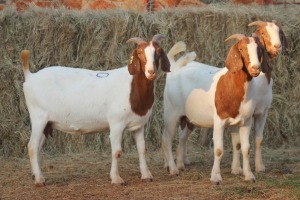 3X BOER GOAT DOE MAGNUM BOERDERY (Pay per animal to take all in lot)