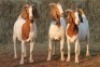 3X BOER GOAT DOE MAGNUM BOERDERY (Pay per animal to take all in lot) - 2