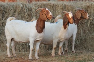 3X BOER GOAT DOE MAGNUM BOERDERY (Pay per animal to take all in lot)