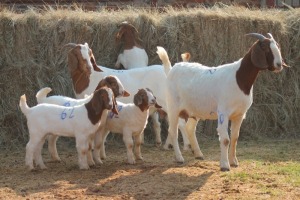 2+4X BOER GOAT DOE MAGNUM BOERDERY (Pay per animal to take all in lot)