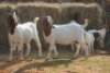 2+4X BOER GOAT DOE MAGNUM BOERDERY (Pay per animal to take all in lot) - 2