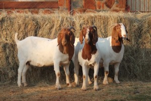 3X BOER GOAT DOE MAGNUM BOERDERY (Pay per animal to take all in lot)