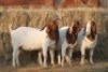 3X BOER GOAT DOE MAGNUM BOERDERY (Pay per animal to take all in lot) - 2