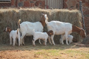 2+4X BOER GOAT DOE MAGNUM BOERDERY (Pay per animal to take all in lot)