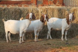 3X BOER GOAT DOE MAGNUM BOERDERY (Pay per animal to take all in lot)