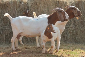 2+2X BOER GOAT DOE MAGNUM BOERDERY (Pay per animal to take all in lot)