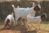 2+2X BOER GOAT DOE MAGNUM BOERDERY (Pay per animal to take all in lot) - 2