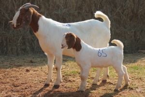 1+1X BOER GOAT DOE MAGNUM BOERDERY