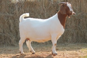 1X BOER GOAT DOE MAGNUM BOERDERY