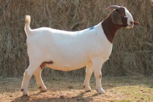 1X BOER GOAT DOE MAGNUM BOERDERY