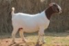 1X BOER GOAT DOE MAGNUM BOERDERY - 2