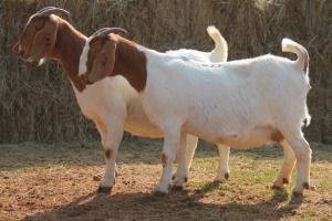 2X BOER GOAT DOE MAGNUM BOERDERY (Pay per animal to take all in lot)