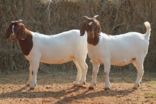 2X BOER GOAT DOE MAGNUM BOERDERY (Pay per animal to take all in lot)