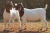 2X BOER GOAT DOE MAGNUM BOERDERY (Pay per animal to take all in lot) - 2