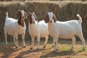 3X BOER GOAT DOE MAGNUM BOERDERY (Pay per animal to take all in lot)