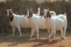 3X BOER GOAT DOE MAGNUM BOERDERY (Pay per animal to take all in lot) - 2