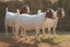 3X BOER GOAT DOE MAGNUM BOERDERY (Pay per animal to take all in lot) - 3