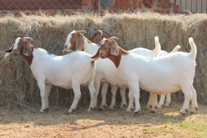 4X BOER GOAT DOE MAGNUM BOERDERY (Pay per animal to take all in lot)