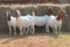 4X BOER GOAT DOE MAGNUM BOERDERY (Pay per animal to take all in lot) - 2