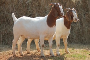 2X BOER GOAT DOE MAGNUM BOERDERY (Pay per animal to take all in lot)