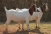 2X BOER GOAT DOE MAGNUM BOERDERY (Pay per animal to take all in lot) - 2