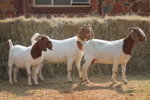 3X BOER GOAT DOE MAGNUM BOERDERY (Pay per animal to take all in lot)