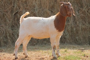 1X BOER GOAT DOE MAGNUM BOERDERY