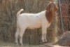 1X BOER GOAT DOE MAGNUM BOERDERY - 2