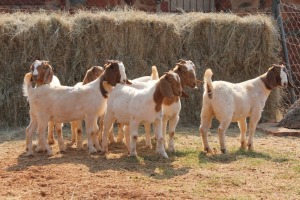 8X BOER GOAT DOE MAGNUM BOERDERY (Pay per animal to take all in lot)