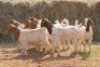 8X BOER GOAT DOE MAGNUM BOERDERY (Pay per animal to take all in lot) - 2