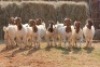 8X BOER GOAT DOE MAGNUM BOERDERY (Pay per animal to take all in lot) - 3