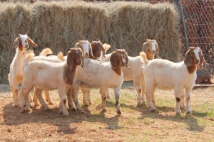 8X BOER GOAT DOE MAGNUM BOERDERY (Pay per animal to take all in lot)