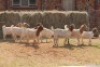 8X BOER GOAT DOE MAGNUM BOERDERY (Pay per animal to take all in lot) - 2