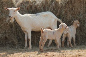 1X MILK GOAT DOE MAGNUM BOERDERY