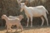 1X MILK GOAT DOE MAGNUM BOERDERY - 2
