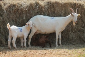 1X MILK GOAT DOE MAGNUM BOERDERY