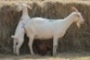 1X MILK GOAT DOE MAGNUM BOERDERY - 2