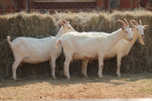 3X MILK GOAT DOE MAGNUM BOERDERY (Pay per animal to take all in lot)