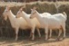 3X MILK GOAT DOE MAGNUM BOERDERY (Pay per animal to take all in lot) - 2