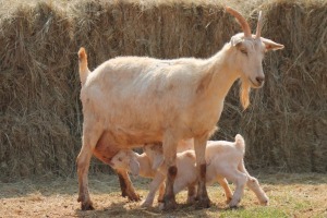 1+2X MILK GOAT DOE MAGNUM BOERDERY