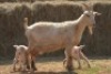 1+2X MILK GOAT DOE MAGNUM BOERDERY - 2