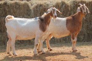 2X MILK GOAT Kruis DOE MAGNUM BOERDERY (Pay per animal to take all in lot)