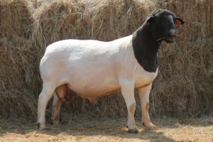 1X DORPER RAM MAGNUM BOERDERY