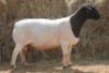 1X DORPER RAM MAGNUM BOERDERY - 2