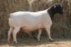 1X DORPER RAM MAGNUM BOERDERY - 3