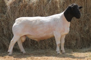 1X DORPER RAM MAGNUM BOERDERY