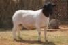1X DORPER RAM MAGNUM BOERDERY - 2