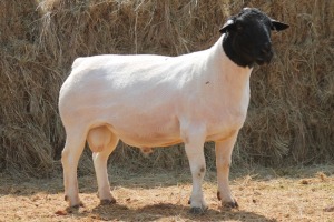 1X DORPER RAM MAGNUM BOERDERY