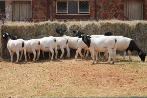 10X DORPER OOI/EWE MAGNUM BOERDERY (Pay per animal to take all in lot)