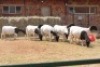 10X DORPER OOI/EWE MAGNUM BOERDERY (Pay per animal to take all in lot) - 2
